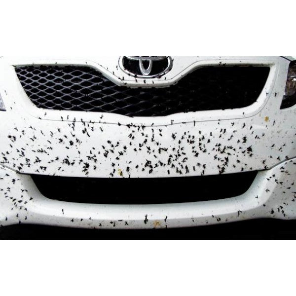 Bug & tar removing svamp (Insekter)